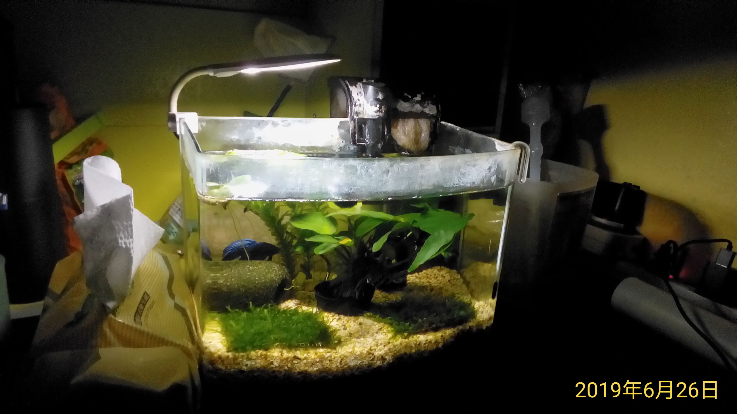 問題 默思小榕泛黃 看板aquarium Ptt網頁版